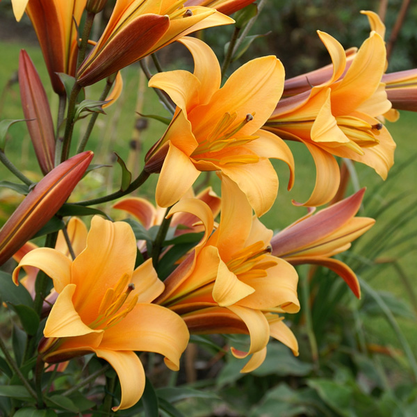 Lilium Orange Planet Lilium Orange Planet
