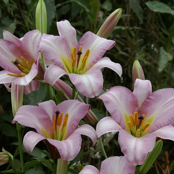 Lilium Pink Planet