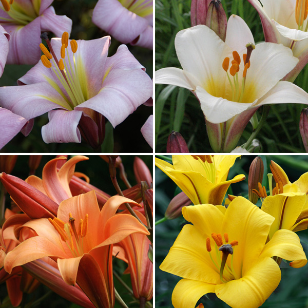 Lilium Planet Collection Lilium Planet Collection