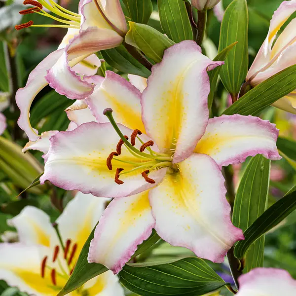 Lilium Primrose Hill Lilium Primrose Hill