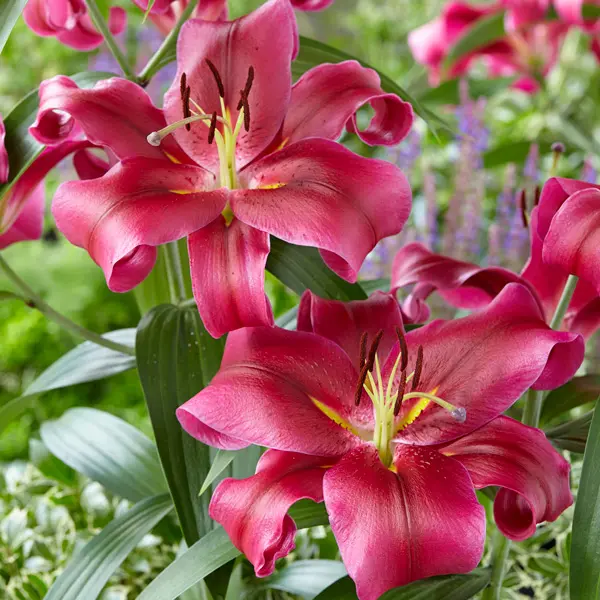 Lilium Touchstone Lilium Touchstone
