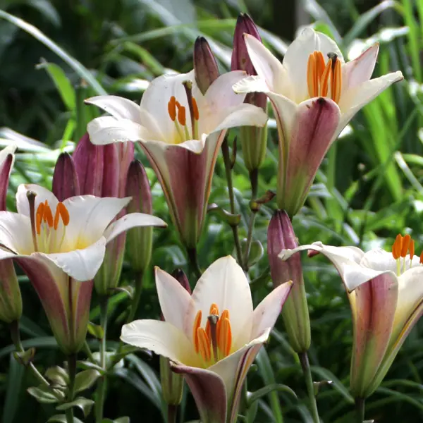 Lilium White Planet Lilium White Planet
