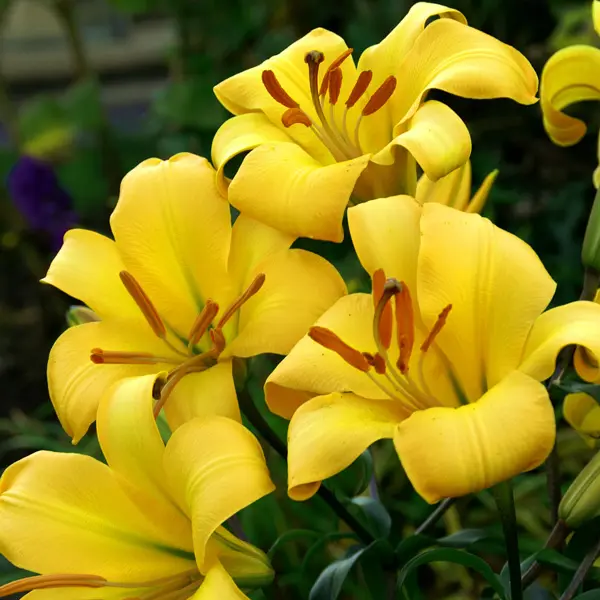 Lilium Yellow Planet Lilium Yellow Planet