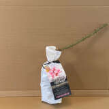 Rose Per-Fyoom Perfume