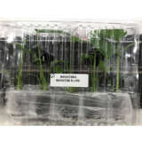 Monstera Monster Pack Monstera Monster Pack