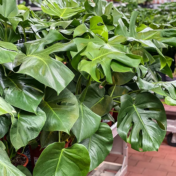 Monstera Fruit Salad Plant Starter Plant Monstera Fruit Salad Plant Starter Plant