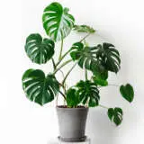 Monstera Monster Pack Monstera Monster Pack