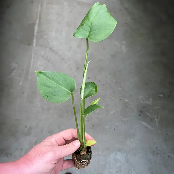 Monstera Fruit Salad Plant Starter Plant Monstera Fruit Salad Plant Starter Plant