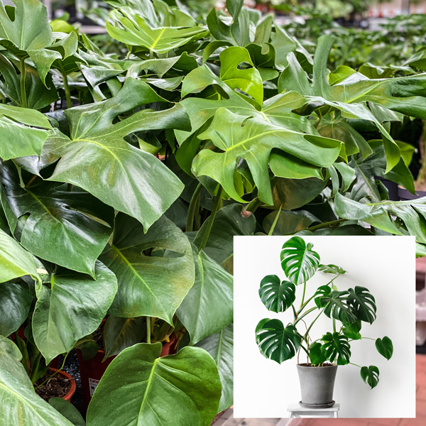 Monstera Monster Pack Monstera Monster Pack