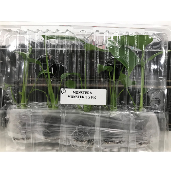 Monstera Monster Pack Monstera Monster Pack