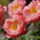 Peony Rose Coral Supreme Pkprocsp - Garden Express Australia