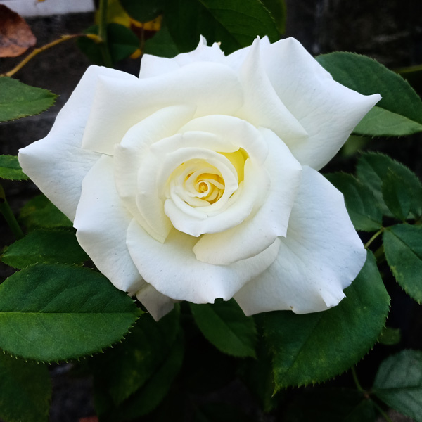 Rose Amazing Grace 07 Rose Amazing Grace 07