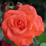 Rose Angelique