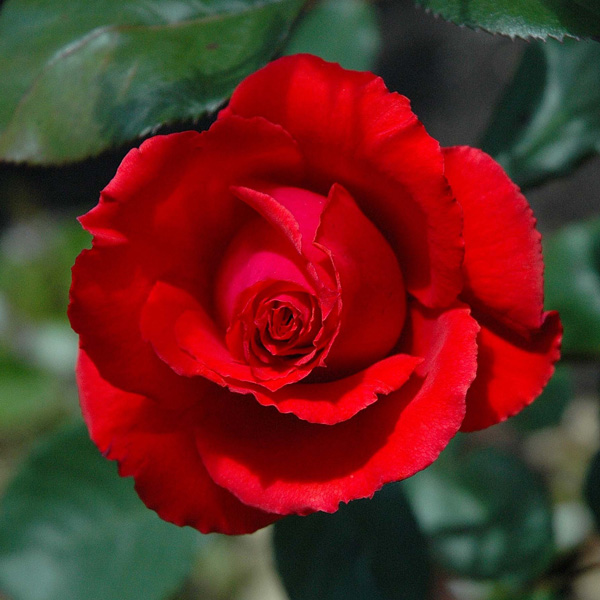 Rose Australian Centenary Of Federation Rose Australian Centenary Of Federation