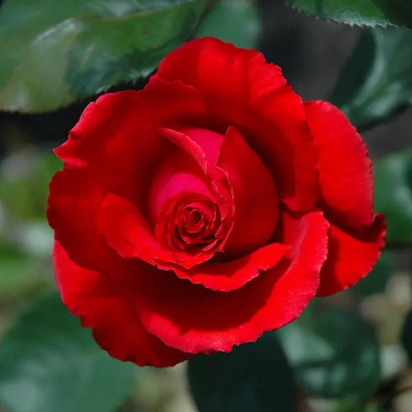 Rose Australian Centenary Of Federation