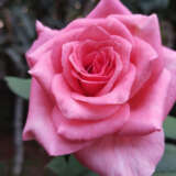Rose Ballet Rose Ballet