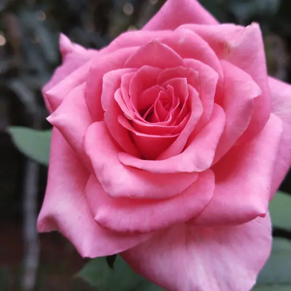 Rose Ballet Rose Ballet