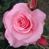 Rose Bewitched Rose Bewitched