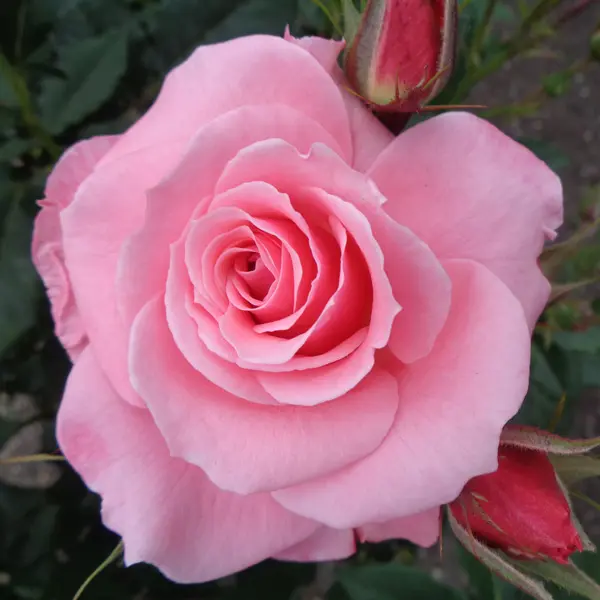 Rose Bewitched Rose Bewitched