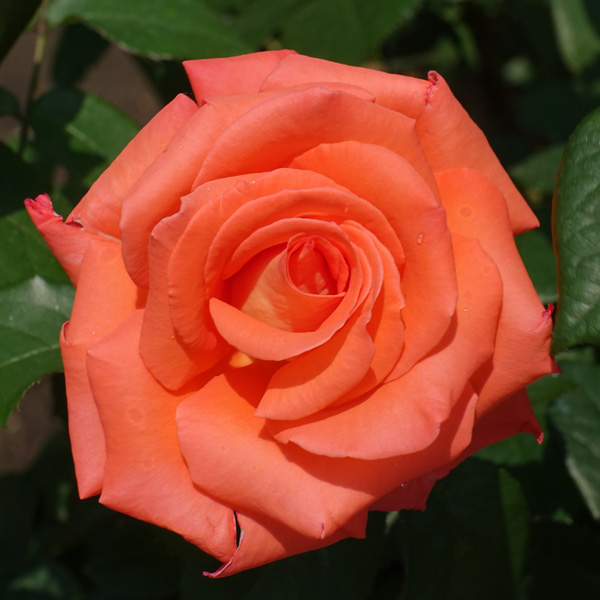 Rose Command Performance Rose Command Performance