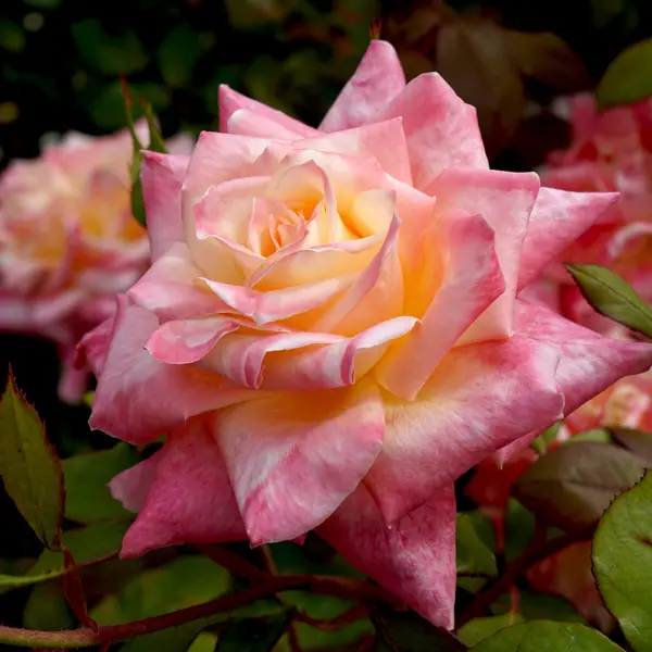 Rose Diana Princess Of Wales Rose Diana Princess Of Wales