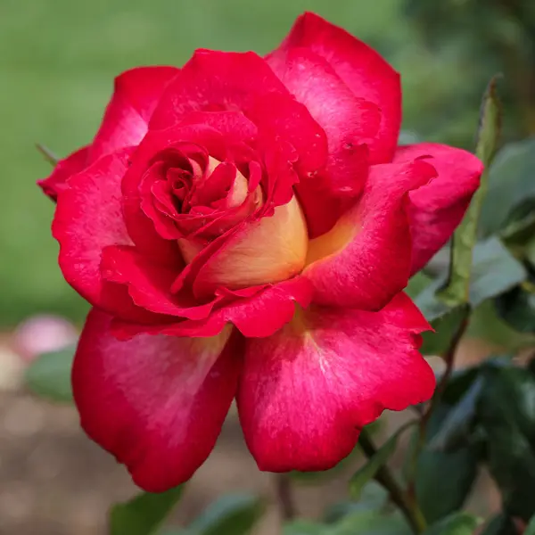 Rose Fionas Wish Rose Fionas Wish