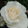 How to Plant Roses: A Step-by-Step Guide for Beautiful Blooms Rose Fresh Cream 2 Roshfcr - Garden Express Australia