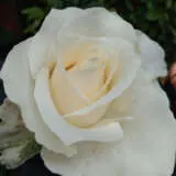 Rose Fresh Cream 2 Roshfcr - Garden Express Australia