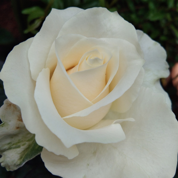 How To Plant Roses: A Step-By-Step Guide For Beautiful Blooms How To Plant Roses: A Step-By-Step Guide For Beautiful Blooms