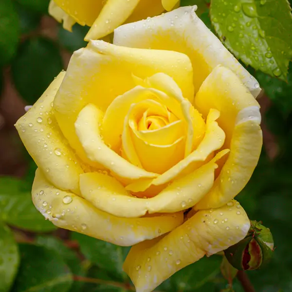 Rose Glorious Rose Glorious