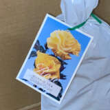 Rose Golden Giant Rose Golden Giant