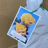 Rose Golden Giant Rose Golden Giant
