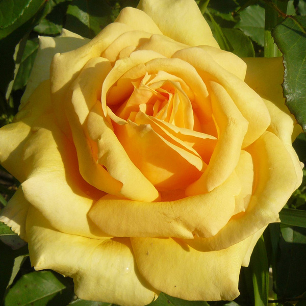Rose Golden Giant Rose Golden Giant