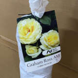 Rose Graham Ross Am Rose Graham Ross Am