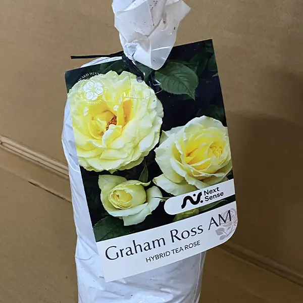 Rose Graham Ross Am Rose Graham Ross Am