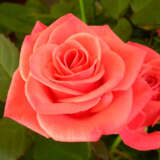 Rose Happy Anniversary Rose Happy Anniversary