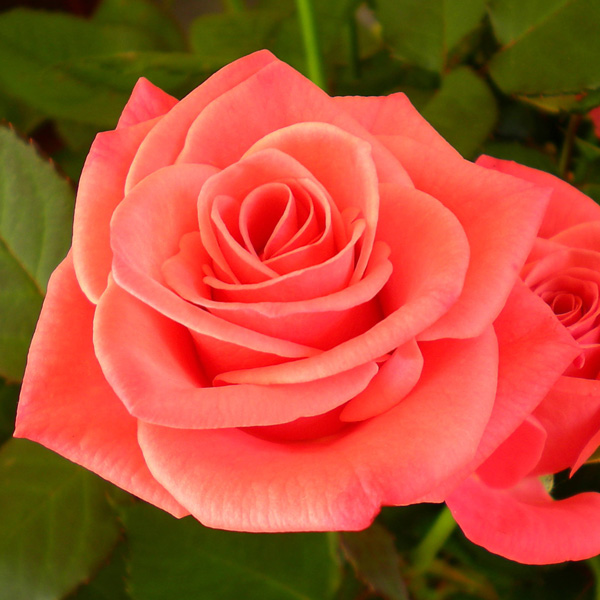 Rose Happy Anniversary Rose Happy Anniversary