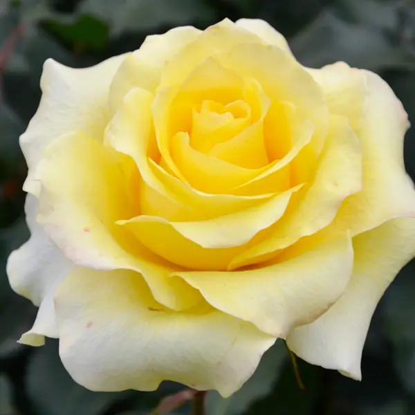 Rose Helmut Schmidt Rose Helmut Schmidt
