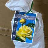 Rose Helmut Schmidt Rose Helmut Schmidt