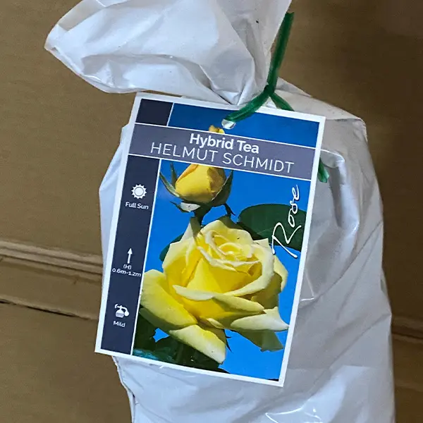 Rose Helmut Schmidt Rose Helmut Schmidt