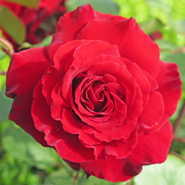 Rose Ilona Rose Ilona