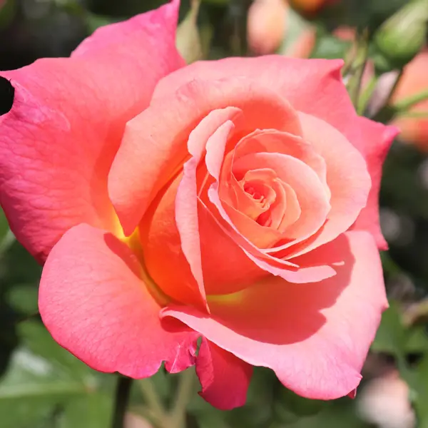 Rose Ita Buttrose Rose Ita Buttrose