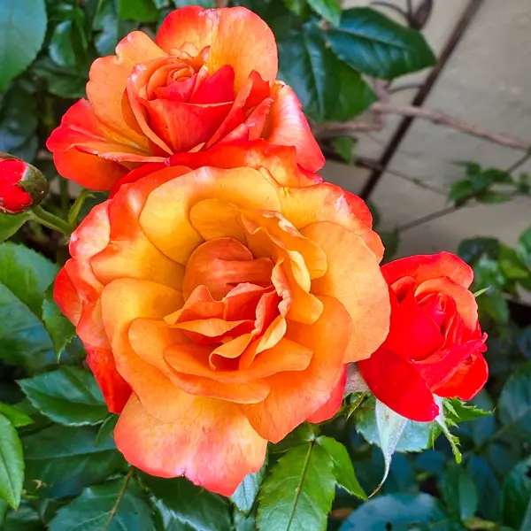 Rose Jubilee 150 Rose Jubilee 150
