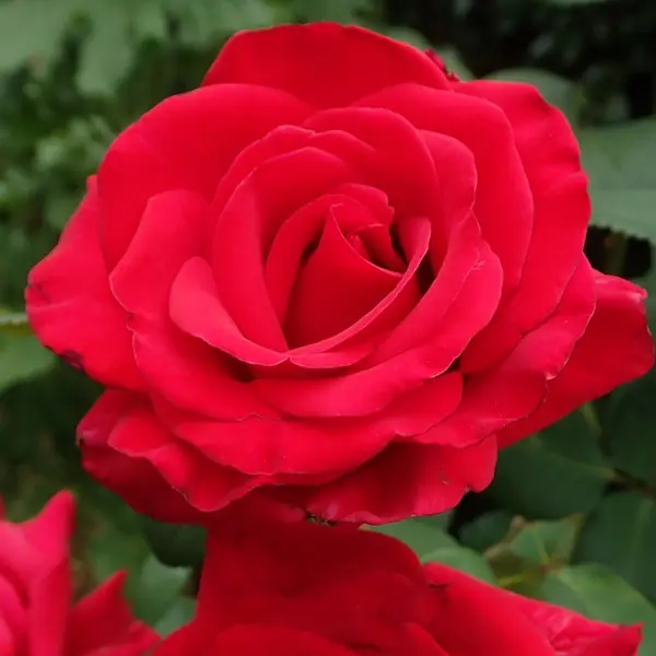 Rose La Marseillaise Rose La Marseillaise