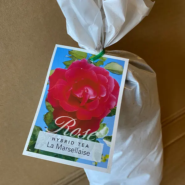 Rose La Marseillaise Rose La Marseillaise