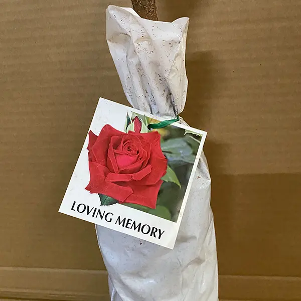 Rose Loving Memory Rose Loving Memory