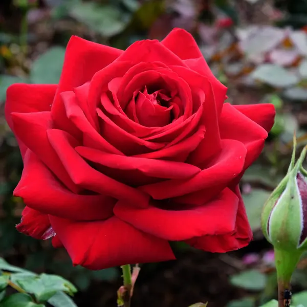 Rose Loving Memory Rose Loving Memory