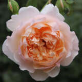 Rose Madame Paule Massad Rose Madame Paule Massad