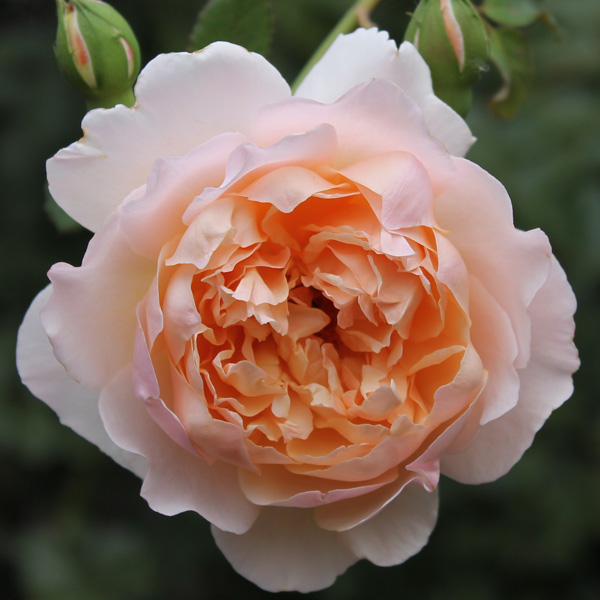 Rose Madame Paule Massad Rose Madame Paule Massad