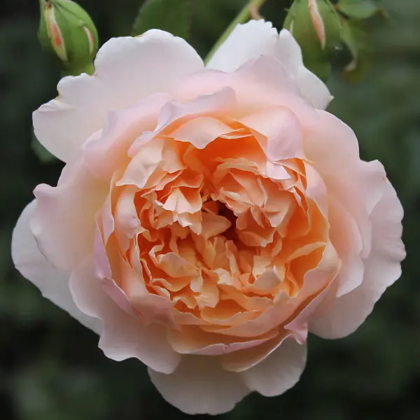 Rose Madame Paule Massad Rose Madame Paule Massad